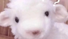 小羊事件爆料是真的吗视频,真相揭秘还是网络谣言？