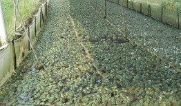 爆料牛蛙养殖技术视频教程,跟随视频教程学技巧