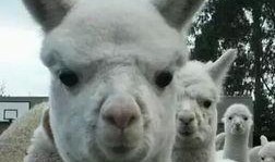 小羊事件爆料是真的吗视频,真相揭秘还是网络谣言？