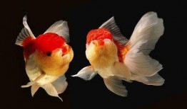 小金鱼最新爆料,揭秘娱乐圈最新动态