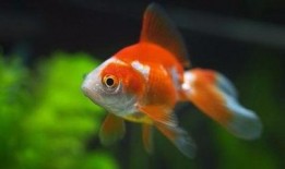 小金鱼最新爆料,揭秘娱乐圈最新动态