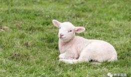 小羊事件爆料是真的吗视频,真相揭秘还是网络谣言？