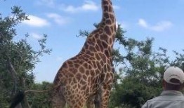 娱乐吃瓜君长颈鹿,娱乐吃瓜君的趣味解读