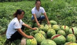 山西吃瓜事件网红,网红引发的网络狂欢与反思