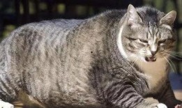 百万网红粉丝爆料胖猫视频,胖猫萌态视频走红网络