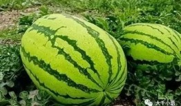 李丽欣免费吃瓜,揭秘娱乐圈幕后故事