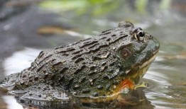 爆料牛蛙养殖技术视频教程,跟随视频教程学技巧