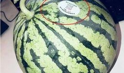 网红瓜都在哪里吃,瓜界热门美食聚集地大盘点