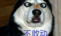 娱乐圈哈士奇爆料视频,哈士奇爆料视频引发热议